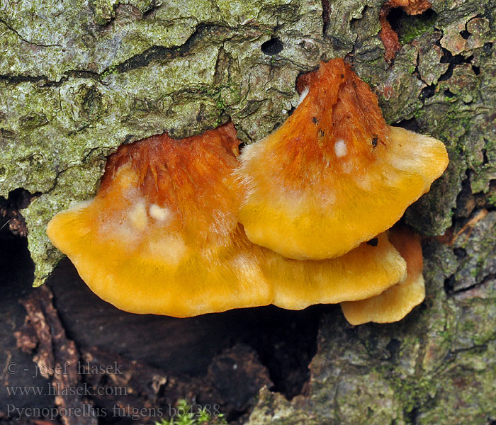 Pycnoporellus fulgens Leuchtender Weichporling Pomarańczowiec błyszczący Oranžovec vláknitý Flammeporesvamp Brandticka Rusokääpä Polypore splendide Flammekjuke Пикнопореллус блестящий