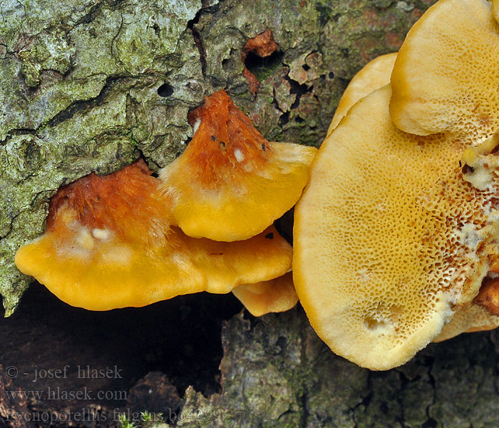 Pycnoporellus fulgens Flammeporesvamp Brandticka Rusokääpä Polypore splendide Flammekjuke Пикнопореллус блестящий