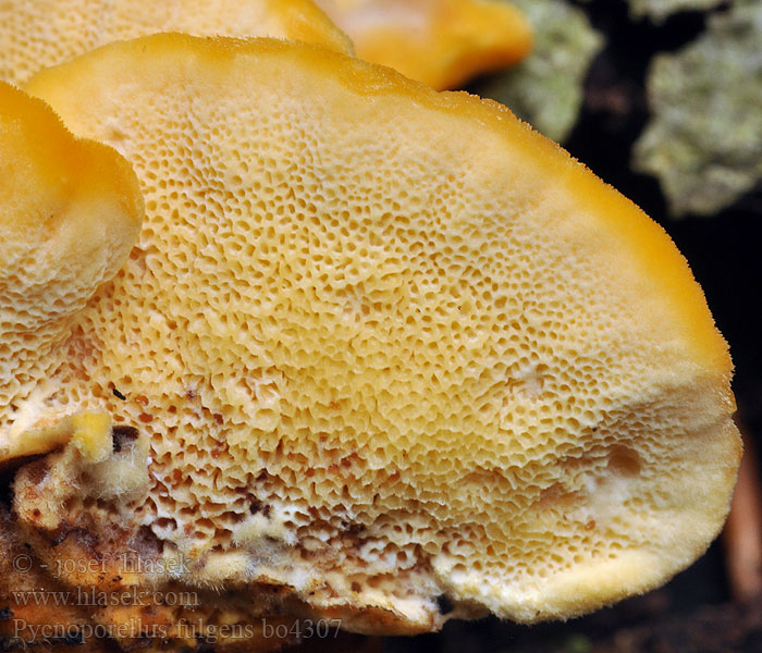 Pycnoporellus_fulgens_bo4307