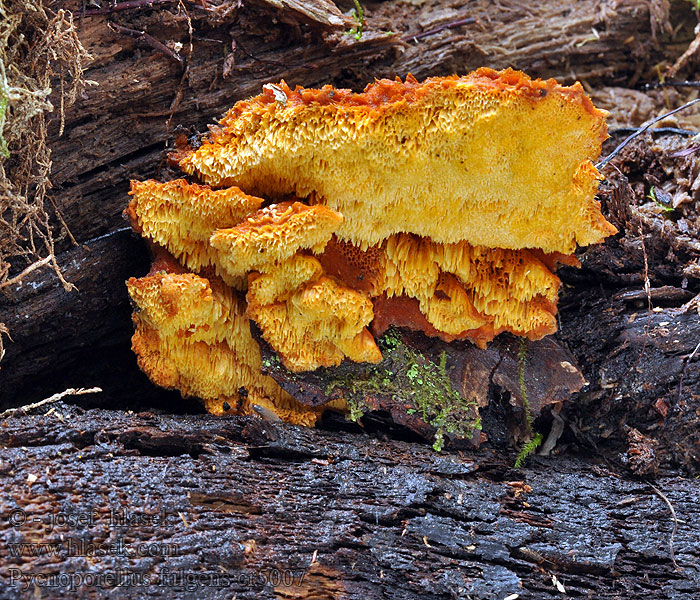 Pycnoporellus fulgens