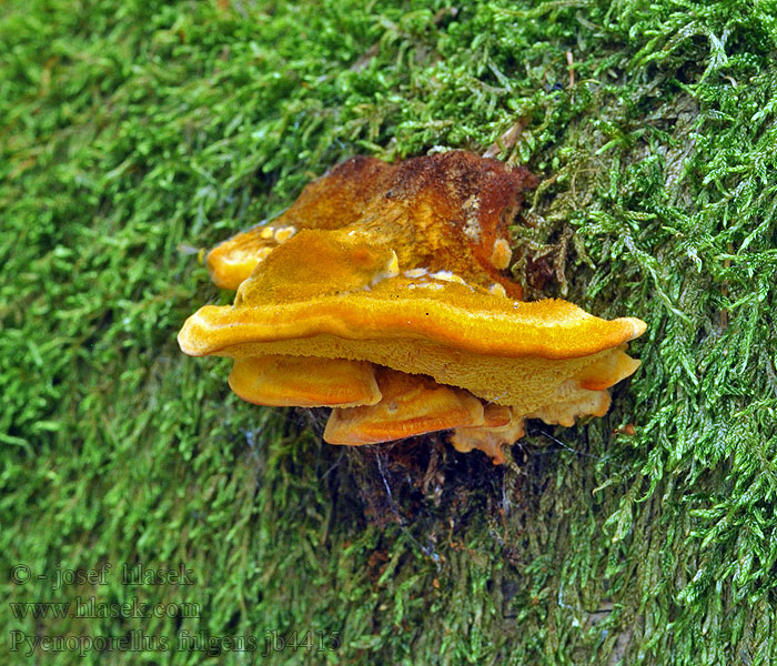 Pycnoporellus fulgens