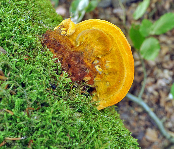 Pycnoporellus fulgens