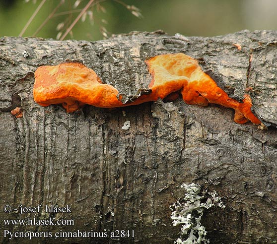 Pycnoporus cinnabarinus DK: Cinnoberporesvamp FI: punakääpä FR: tramete rouge cinabre Polypore cinabre NL: Vermiljoenhoutzwam HU: Cinóbertapló DE: Zinnobertramete PL: gęstoporek cynobrowy SK: Červenica rumelková CZ: outkovka rumělková SE: Cinnoberticka NO: Rodkjuke sinoberkjuke