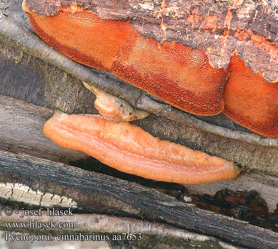 Pycnoporus cinnabarinus DK: Cinnoberporesvamp FI: punakääpä FR: tramete rouge cinabre Polypore cinabre NL: Vermiljoenhoutzwam HU: Cinóbertapló DE: Zinnobertramete PL: gęstoporek cynobrowy SK: Červenica rumelková CZ: outkovka rumělková SE: Cinnoberticka NO: Rodkjuke sinoberkjuke