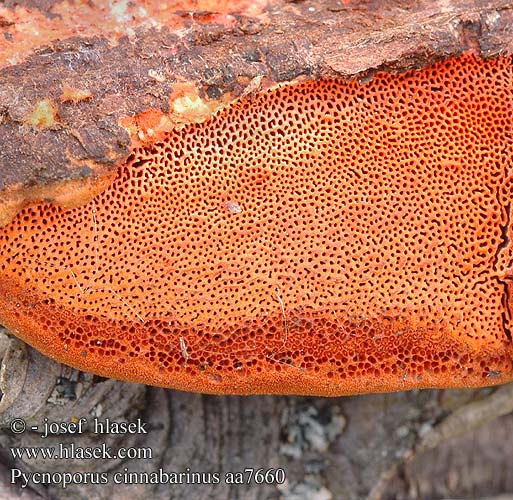 Pycnoporus cinnabarinus DK: Cinnoberporesvamp FI: punakääpä FR: tramete rouge cinabre Polypore cinabre NL: Vermiljoenhoutzwam HU: Cinóbertapló DE: Zinnobertramete PL: gęstoporek cynobrowy SK: Červenica rumelková CZ: outkovka rumělková SE: Cinnoberticka NO: Rodkjuke sinoberkjuke