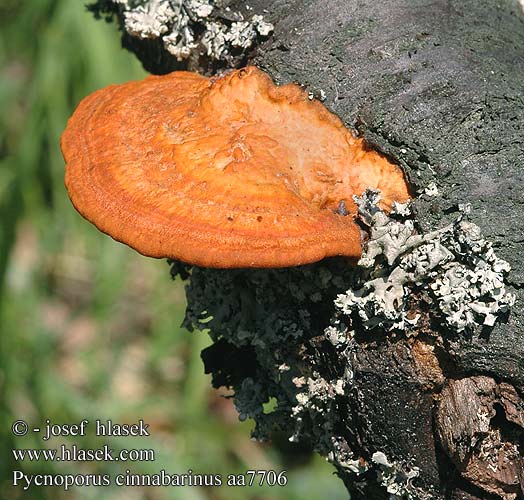 Pycnoporus cinnabarinus DK: Cinnoberporesvamp FI: punakääpä FR: tramete rouge cinabre Polypore cinabre NL: Vermiljoenhoutzwam HU: Cinóbertapló DE: Zinnobertramete PL: gęstoporek cynobrowy SK: Červenica rumelková CZ: outkovka rumělková SE: Cinnoberticka NO: Rodkjuke sinoberkjuke