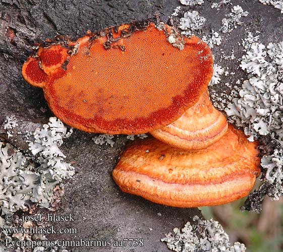 Pycnoporus cinnabarinus DK: Cinnoberporesvamp FI: punakääpä FR: tramete rouge cinabre Polypore cinabre NL: Vermiljoenhoutzwam HU: Cinóbertapló DE: Zinnobertramete PL: gęstoporek cynobrowy SK: Červenica rumelková CZ: outkovka rumělková SE: Cinnoberticka NO: Rodkjuke sinoberkjuke