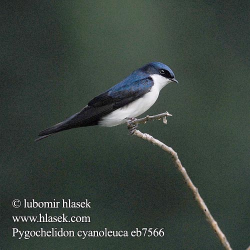 Pygochelidon cyanoleuca Vlaštovka modrobílá Azursvale Schwarzsteißschwalbe Schwarzsteiss-Schwalbe Blue White Swallow Golondrina azul blanca barranquera Rivereña Norte Teräspääsky Hirondelle bleu blanc Rondine bianca blu アイイロツバメ Blauwwitte Zwaluw  Blauw-witte Zwaluw Cyansvale Jaskółczka niebiesko-biała  Andorinha Andorinha-pequena-de-casa Lastovička pampová