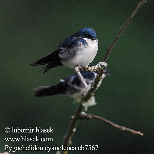 Schwarzsteißschwalbe Schwarzsteiss-Schwalbe Blue White Swallow Golondrina azul blanca barranquera Rivereña Norte Teräspääsky Hirondelle bleu blanc Rondine bianca blu アイイロツバメ Blauwwitte Zwaluw  Blauw-witte Zwaluw Cyansvale Jaskółczka niebiesko-biała  Andorinha Andorinha-pequena-de-casa Lastovička pampová Pygochelidon cyanoleuca Vlaštovka modrobílá Azursvale