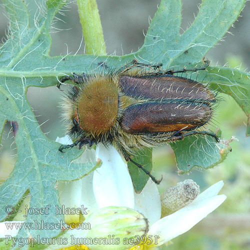 Pygopleurus humeralis ae3951