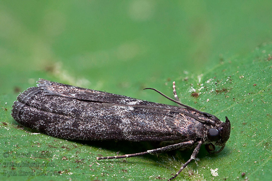 Pyla fusca