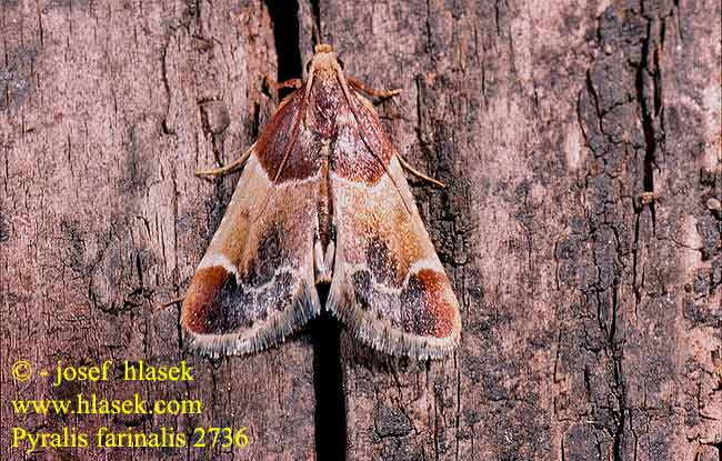 Pyralis farinalis Meal Moth Lisztilonca Mehlznsler