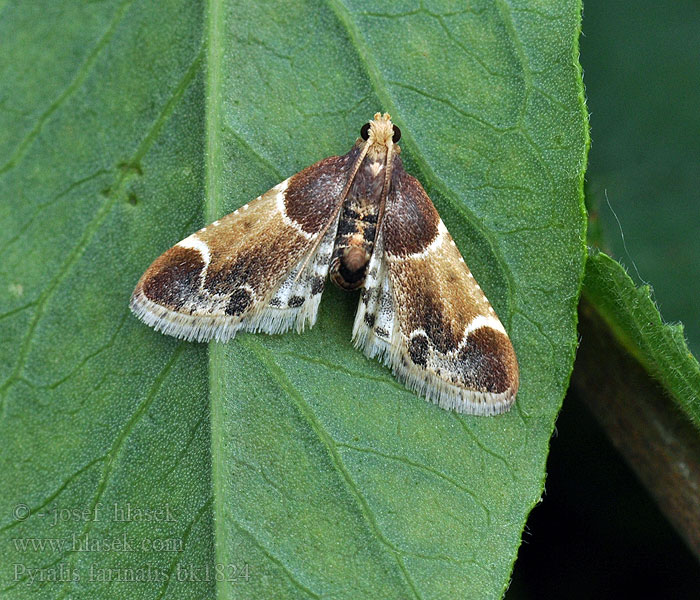 Pyralis farinalis Zadarlica śpiżarnianka Vijačka domová