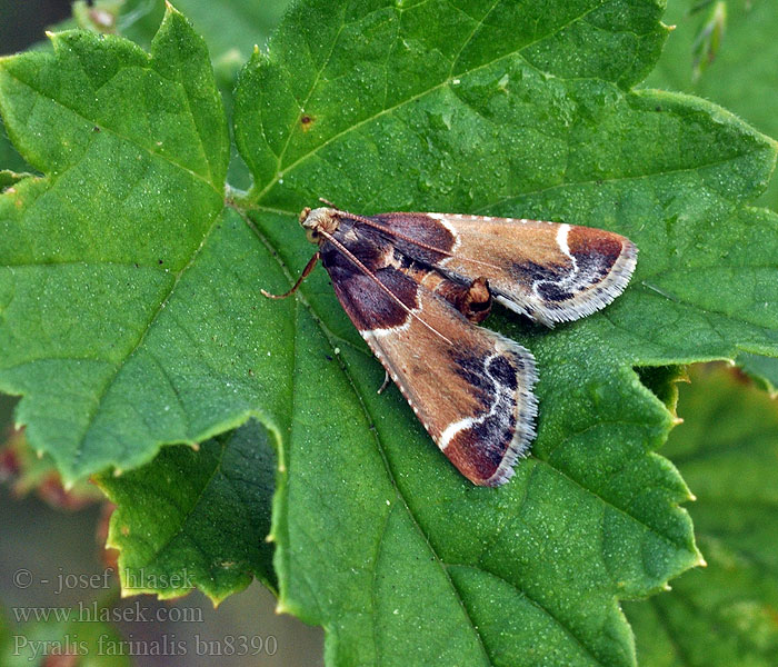 Pyralis farinalis Zavíječ domácí