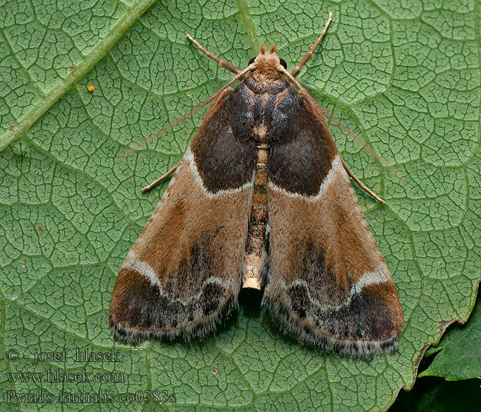 Pyralis farinalis