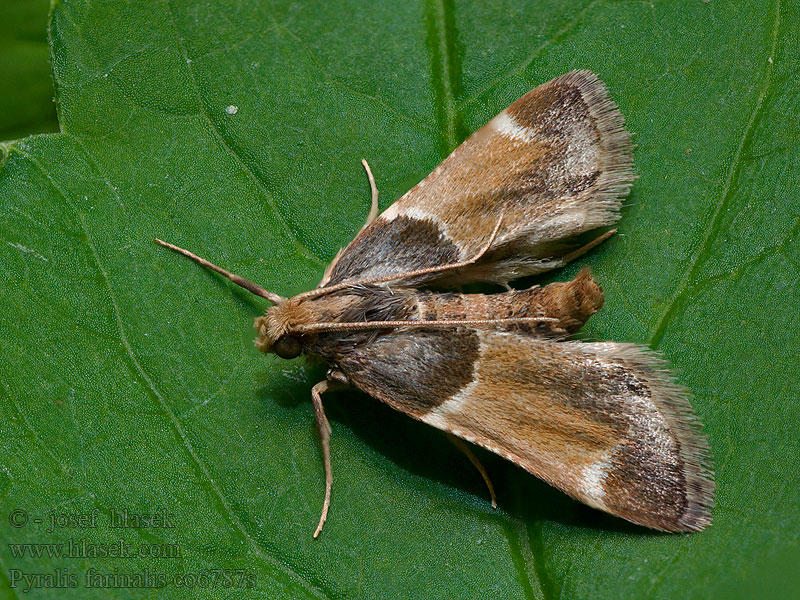 Pyralis farinalis