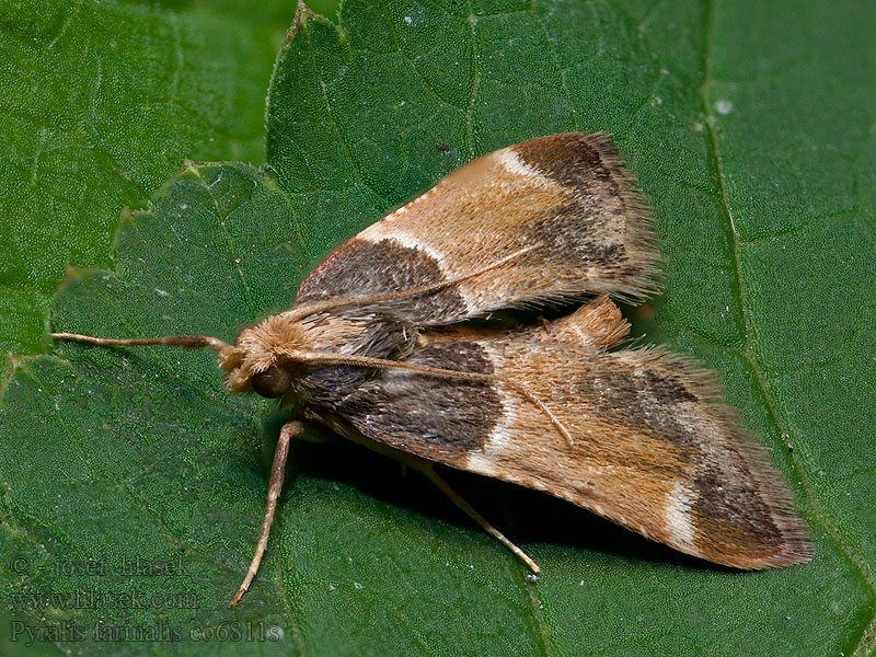 Pyralis farinalis