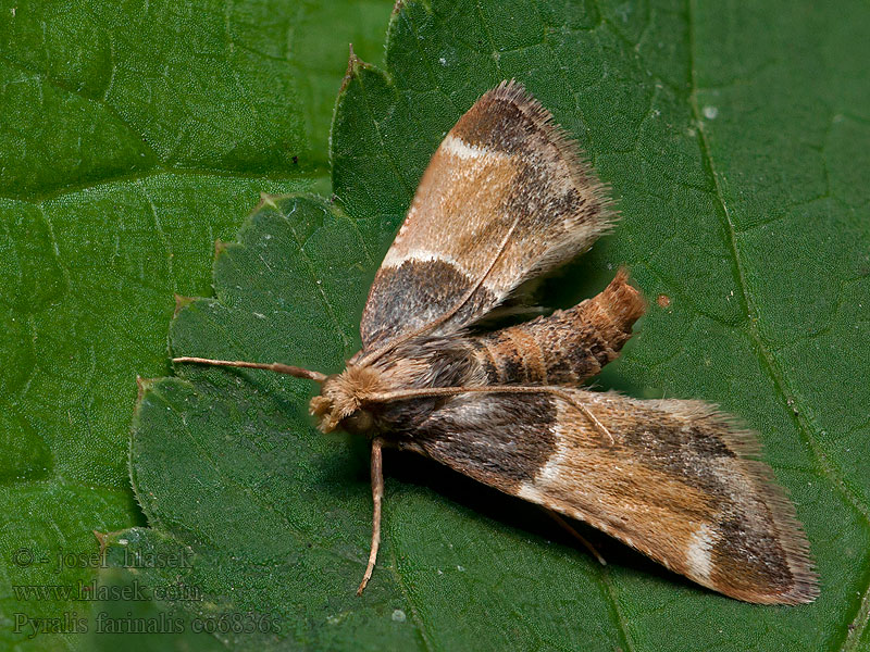 Pyralis farinalis