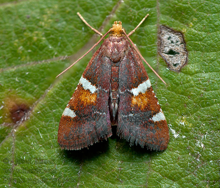 Pompás fényilonca Vijačka fialová Pyralis regalis