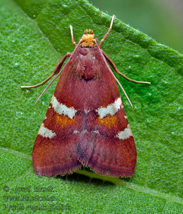 Pompás fényilonca Vijačka fialová Pyralis regalis