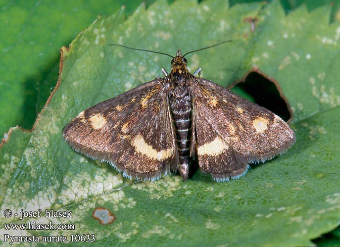 Pyrausta aurata Pyrale menthe Огневка золотистая мятная Omacnica złotowianka