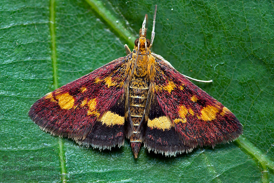 Pyrausta aurata Zavíječ zlatoskvrnný Muntvlinder Aranyló bíbormoly