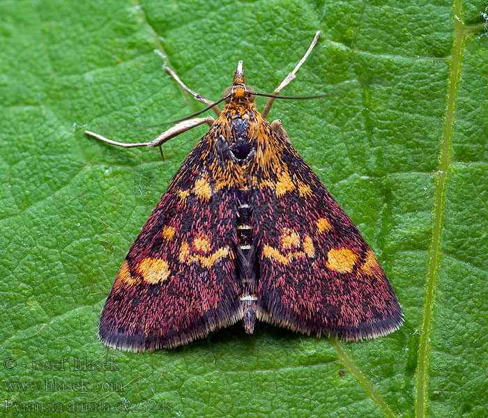 Zavíječ zlatoskvrnný Pyrausta aurata