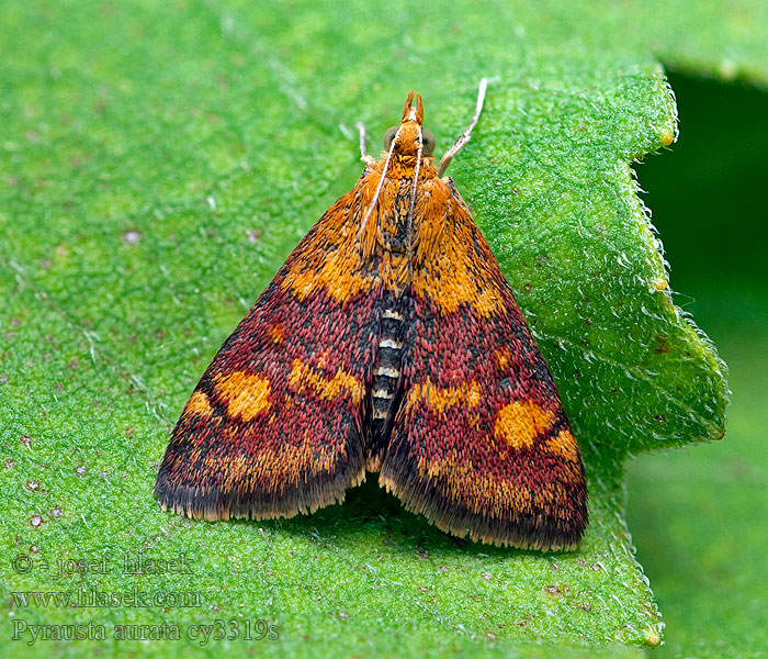 Purpurzünsler Vijačka zlatoškvrnná Pyrausta aurata