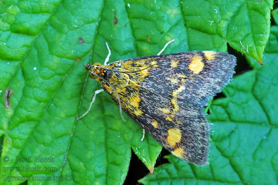 Pyrausta aurata Zavíječ zlatoskvrnný Purpurzünsler Vijačka zlatoškvrnná