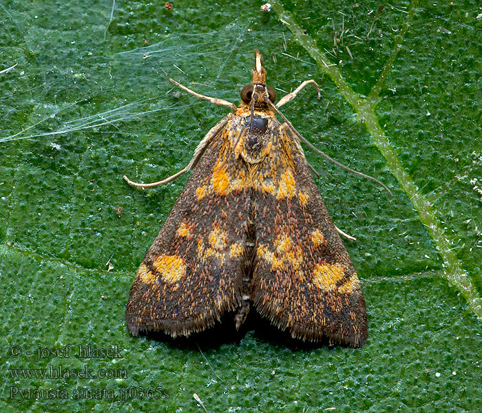 Vijačka zlatoškvrnná Pyrale menthe Огневка золотистая мятная Pyrausta aurata