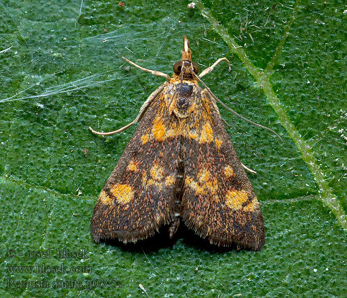 Vijačka zlatoškvrnná Pyrale menthe Огневка золотистая мятная Pyrausta aurata