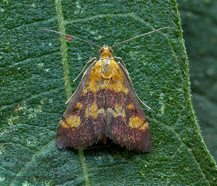 Zavíječ zlatoskvrnný Purpurzünsler Pyrausta aurata