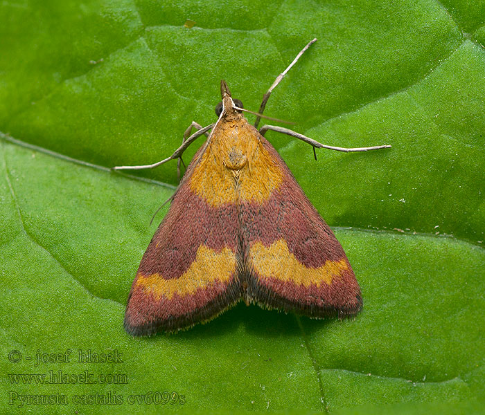 Pyrausta castalis Pyrauste chaste Мотылёк кастальский