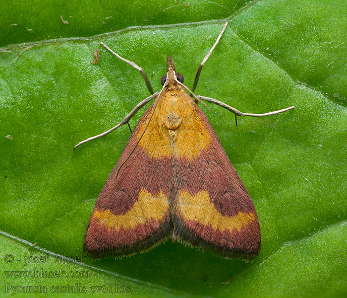 Pyrausta castalis Мотылёк кастальский Déli bíbormoly