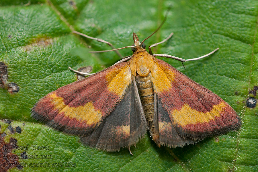 Pyrauste chaste Pyrausta castalis