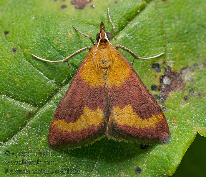 Мотылёк кастальский Pyrausta castalis