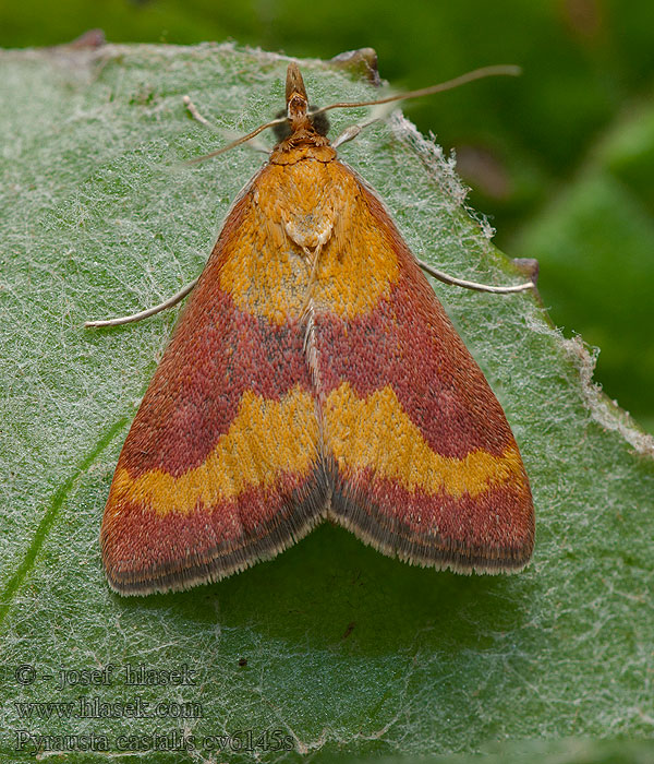 Déli bíbormoly Pyrausta castalis