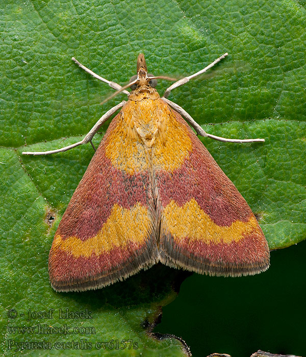 Pyrausta castalis