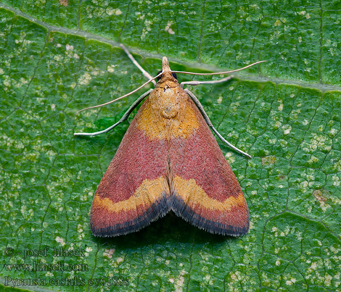 Мотылёк кастальский Pyrausta castalis