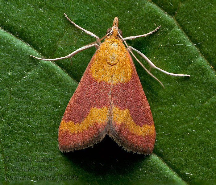 Pyrausta castalis