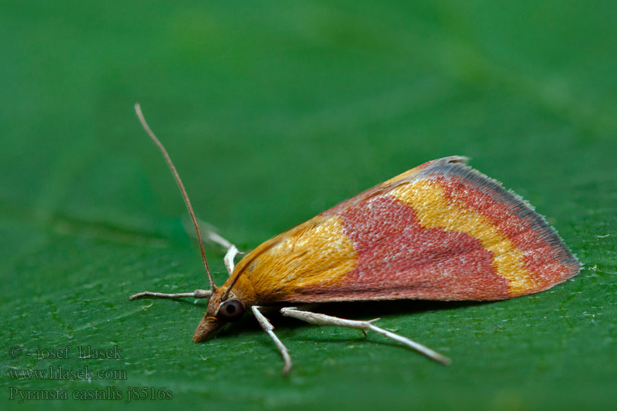 Pyrausta castalis