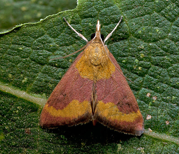 Pyrausta castalis