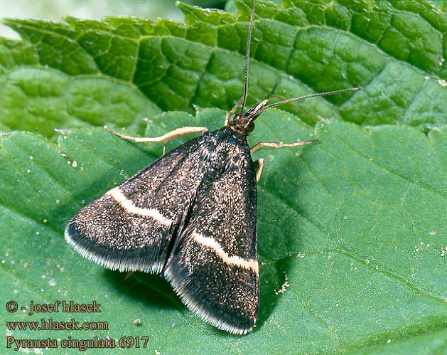 Pyrausta cingulata Zavíječ běločárný Enkelgestreepte tijmlichtmot