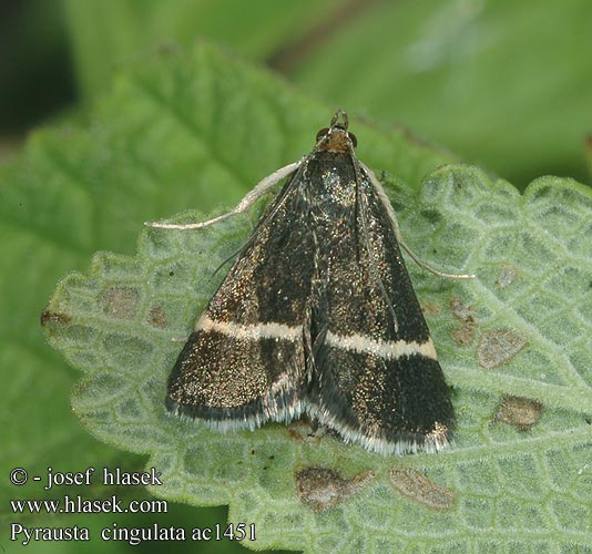 Vijačka šalviová Gördelljusmott Silver-barred Sable Мотылёк