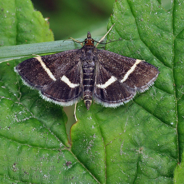 Silver-barred Sable Мотылёк Pyrausta cingulata Zavíječ běločárný