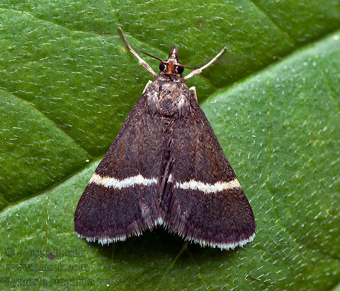 Pyrausta cingulata