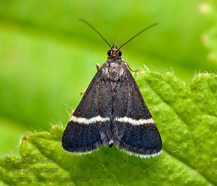 Pyrausta cingulata