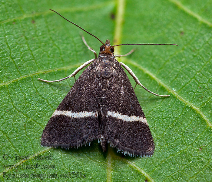 Pyrausta cingulata