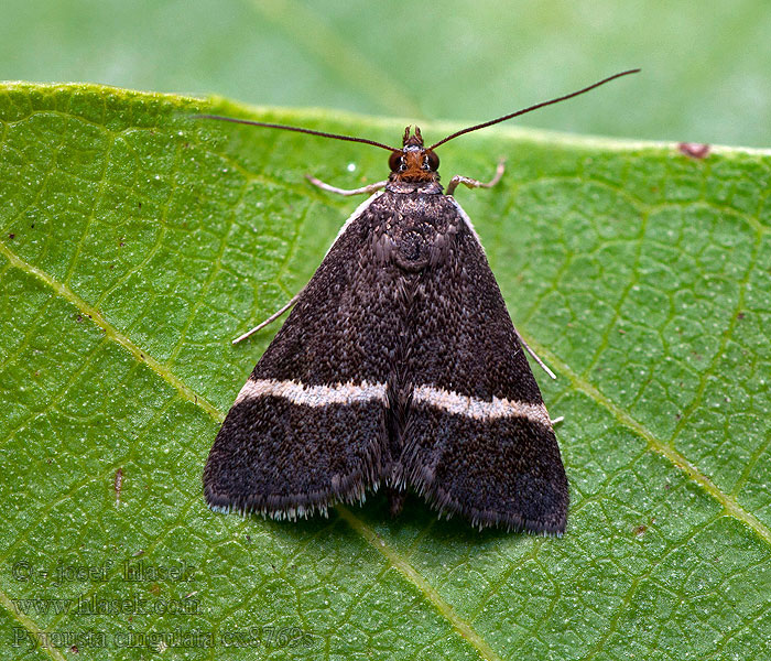 Pyrausta cingulata