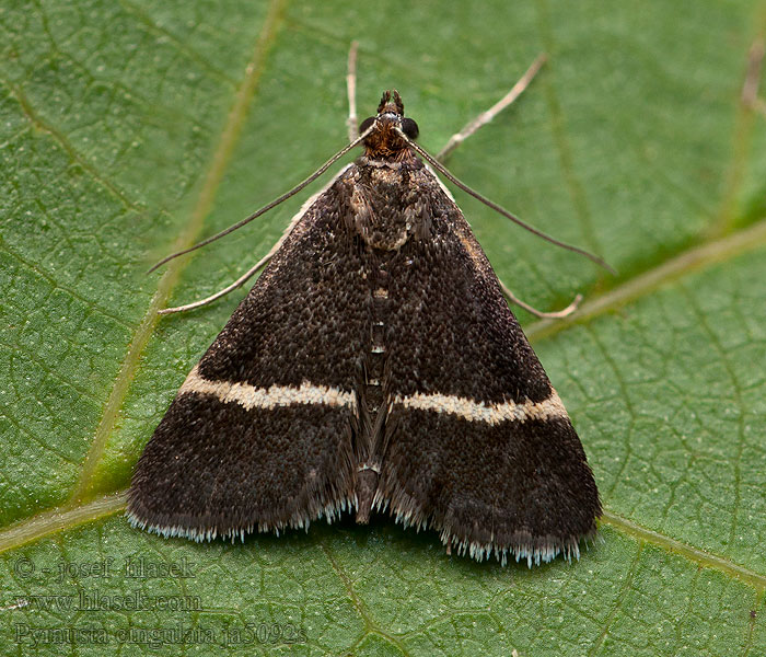 Мотылёк Pyrausta cingulata